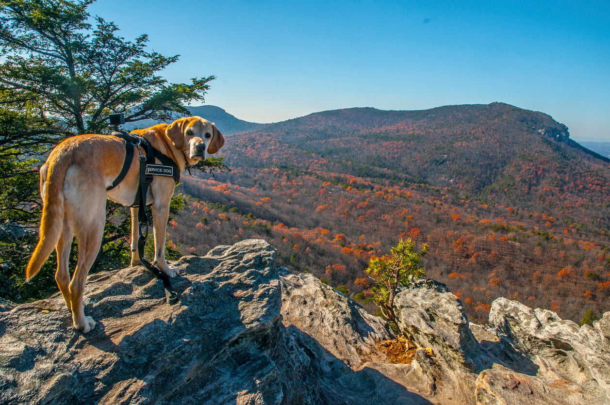 8 Types of Service Dogs We Can Count On