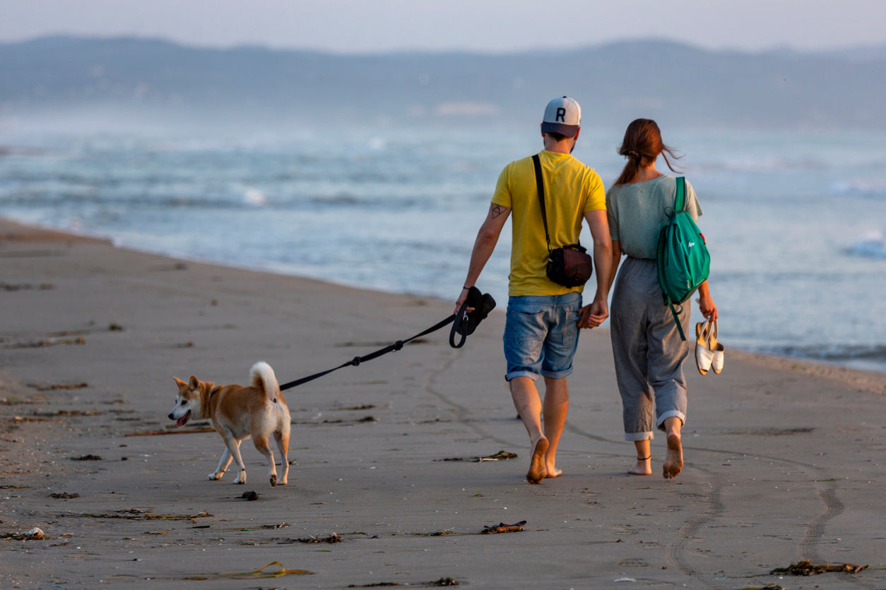 Tips for taking your dog to the beach