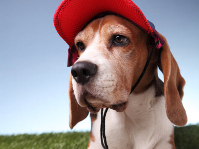 Baseball Caps for Dogs