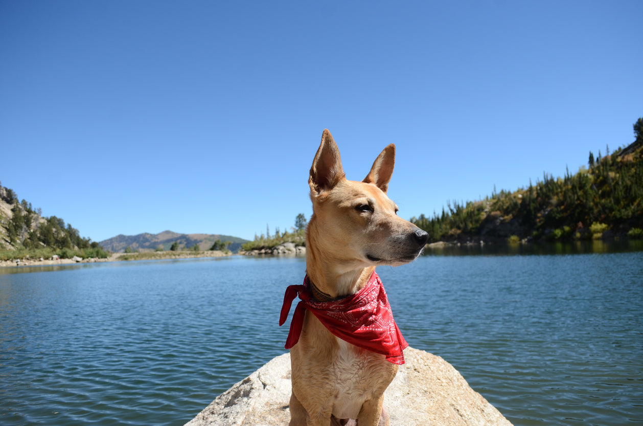 Bandanas