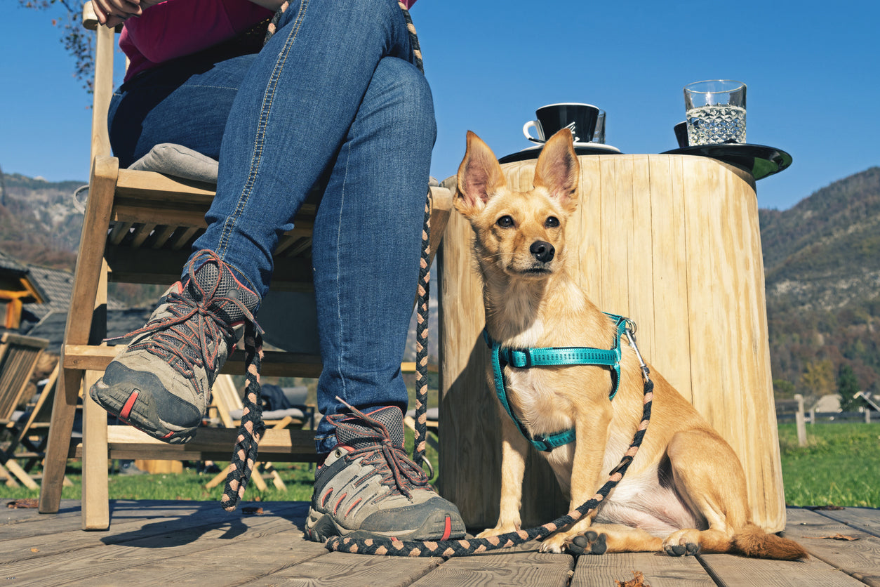 Harnesses