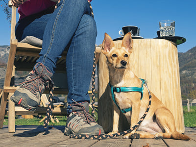 Harnesses
