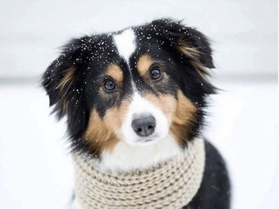 Dog Scarfs