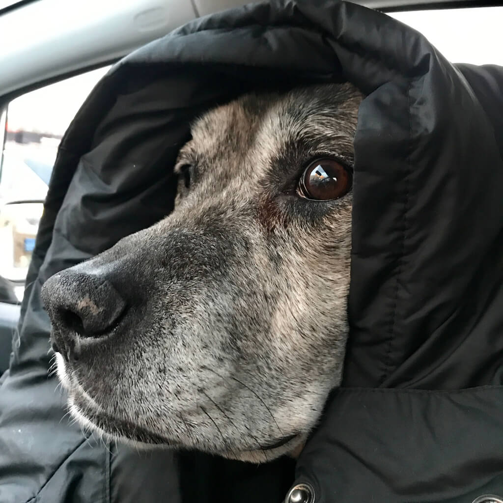 Dog Outerwear