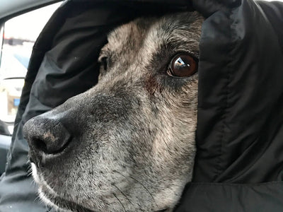Dog Outerwear