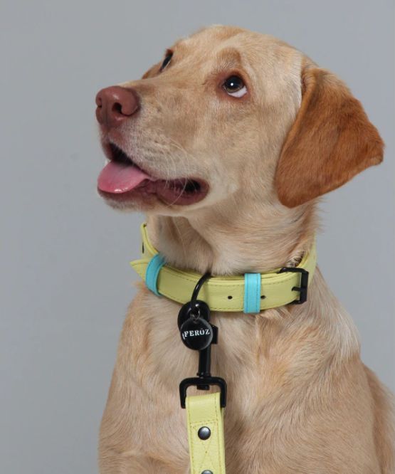 Baby Blue Lemon Leather Dog Collar