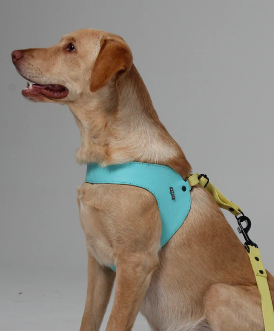 Baby Blue Lemon Dog Harness