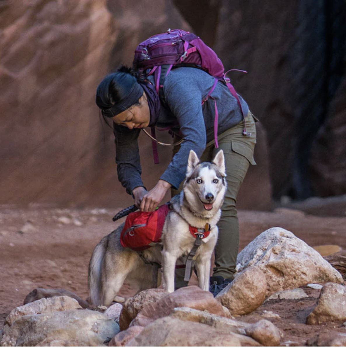 Baxter Dog Backpack