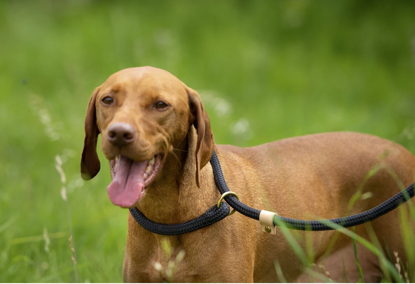 Classic Luxury Slip Dog Lead - 12mm