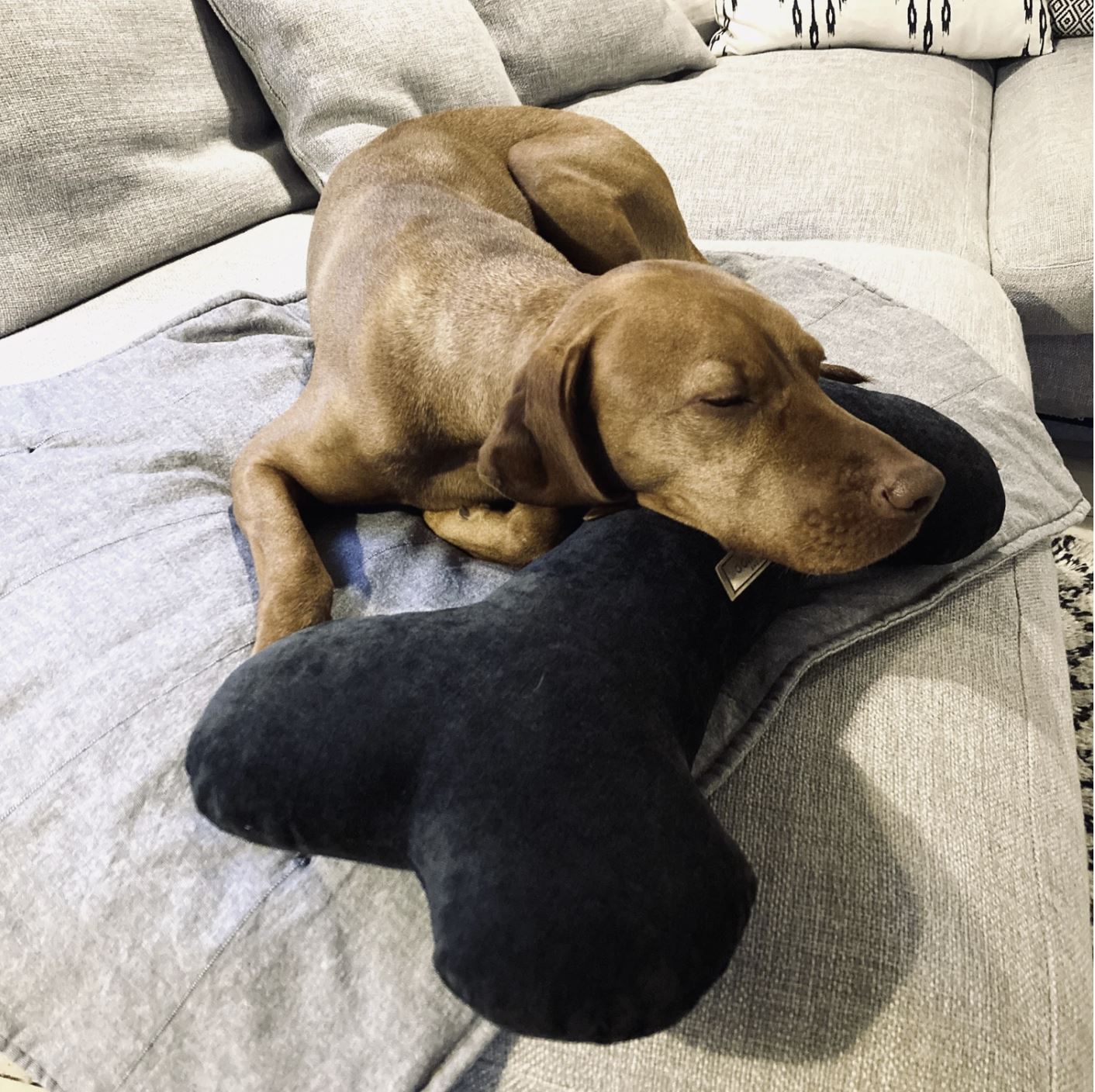 Dog Bone Pillow