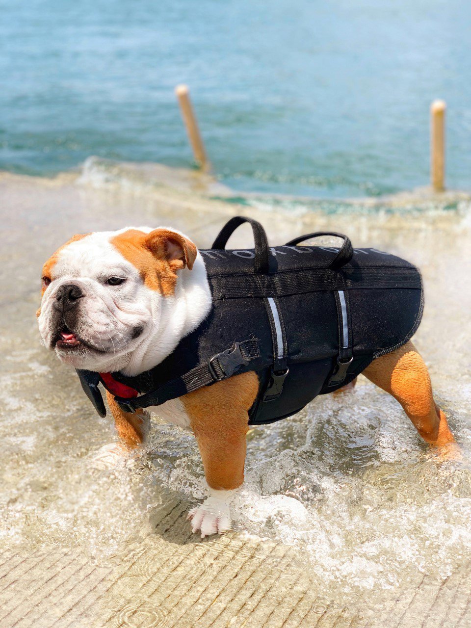 Signature Dog Life Jacket