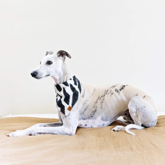 Ebony Zebra Dog Bandana