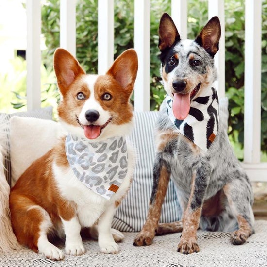 Ebony Zebra Dog Bandana