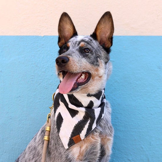 Ebony Zebra Dog Bandana