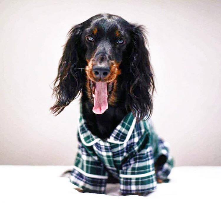 Green Plaid Dog Pajamas