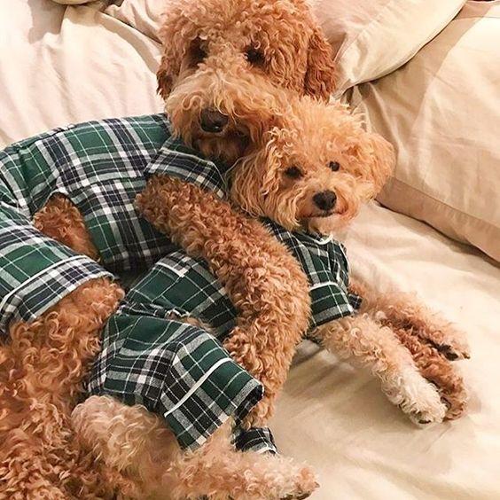 Green Plaid Dog Pajamas