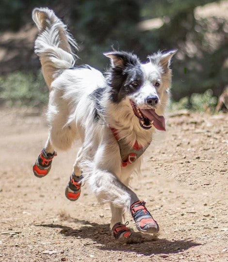 Blaze Cross Dog Shoes