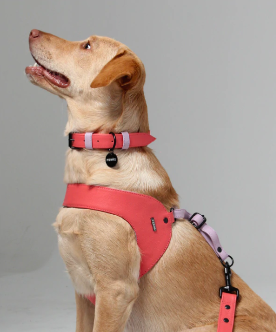 Watermelon Lilac Dog Harness