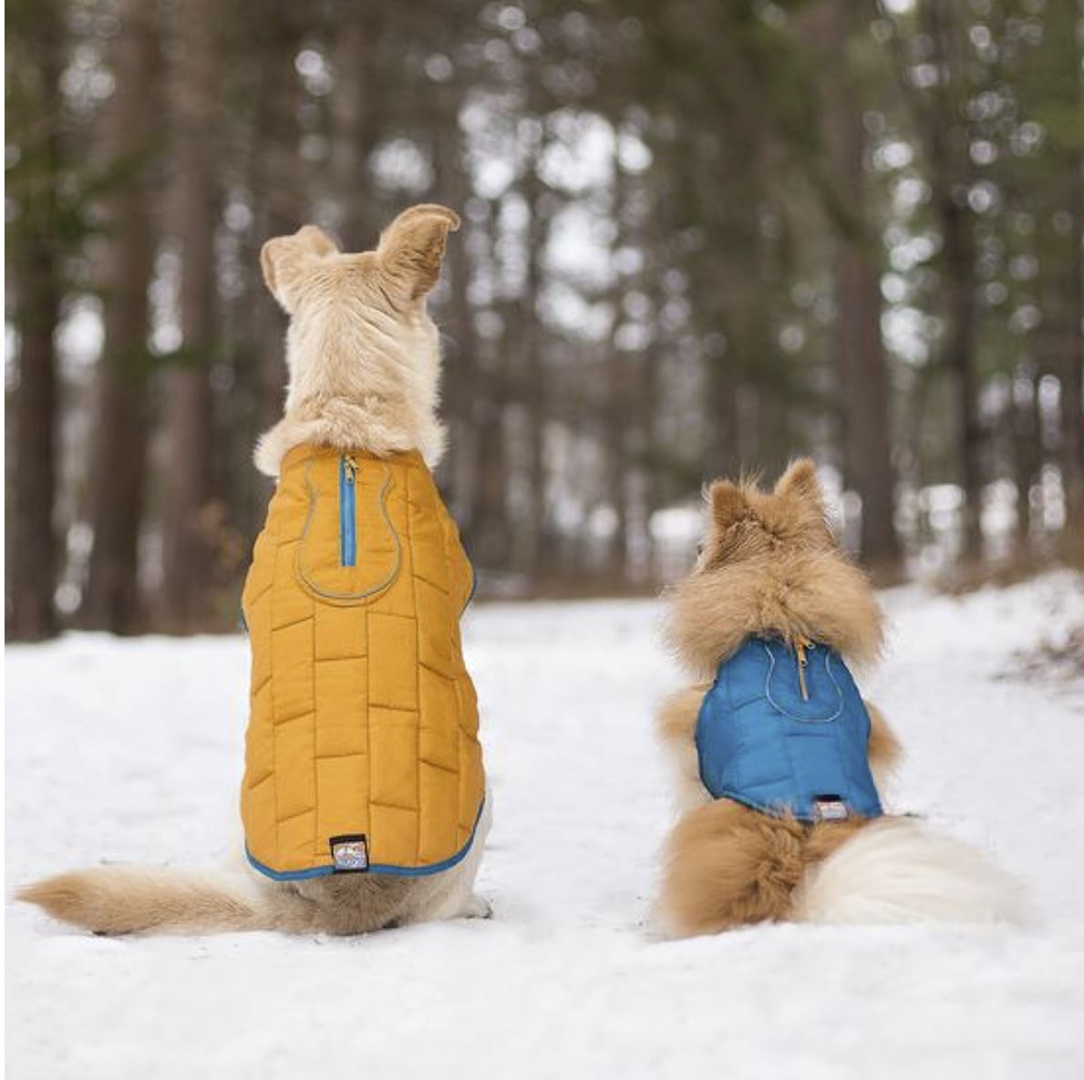 Loft Dog Jacket - Blue / Orange