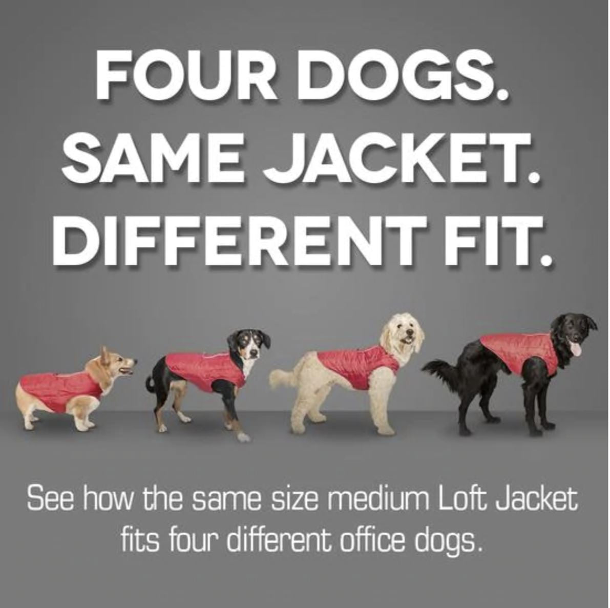 Loft Dog Jacket - Lava Lamp