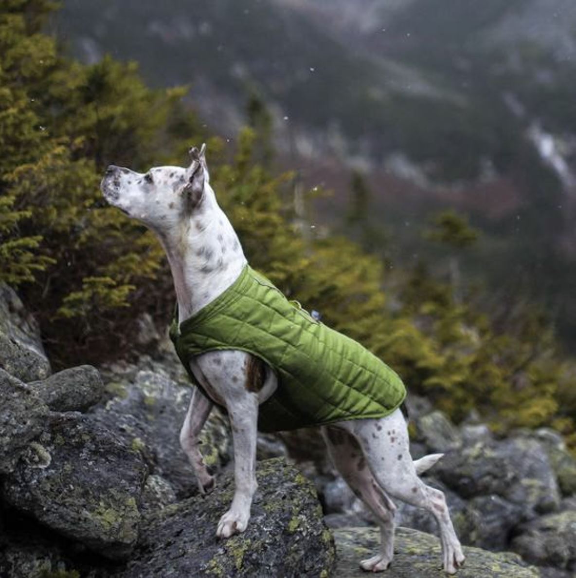 Loft Dog Jacket - Magenta / Petal Pink