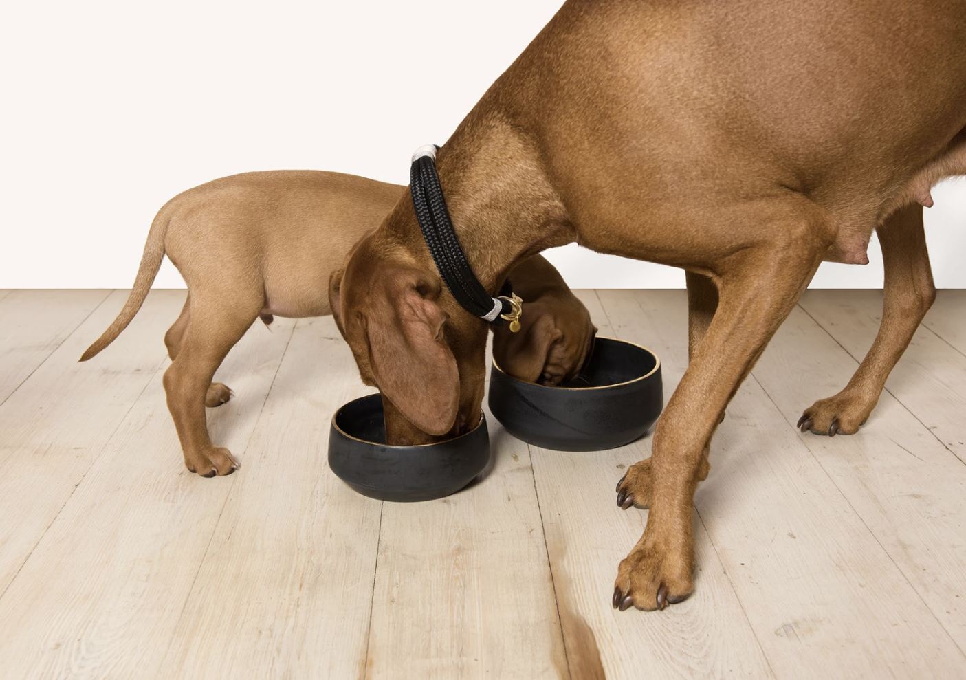 Luxury Gold Rim Dog Bowl