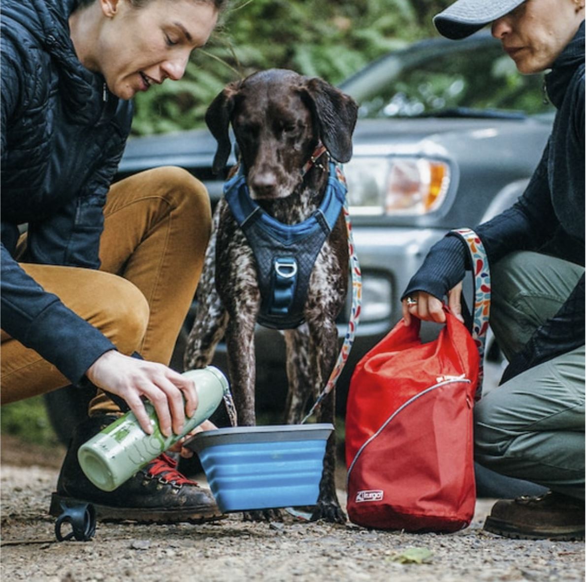 Mash N' Stash Collapsible Dog Bowl