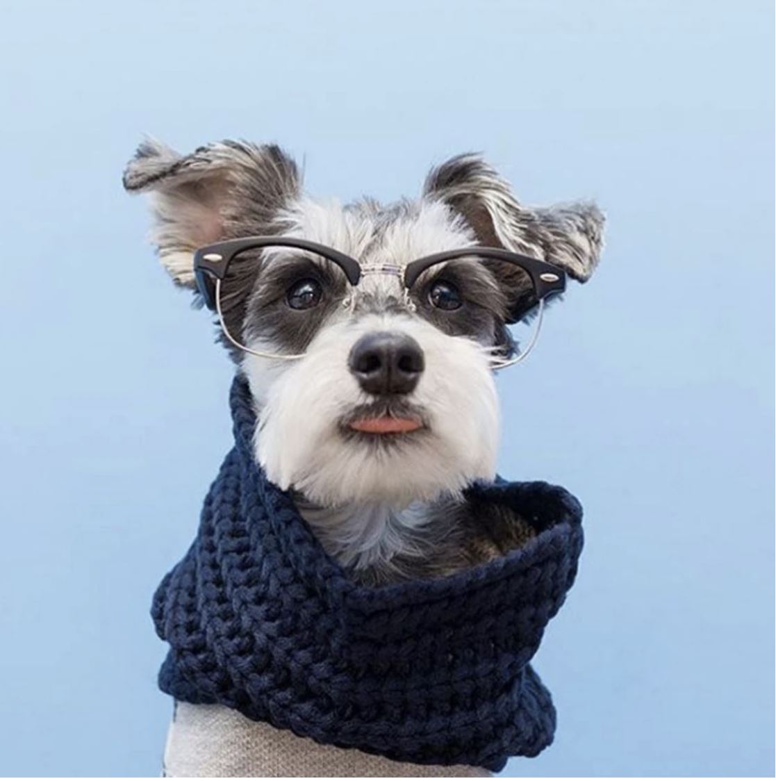 Navy Infinity Dog Scarf