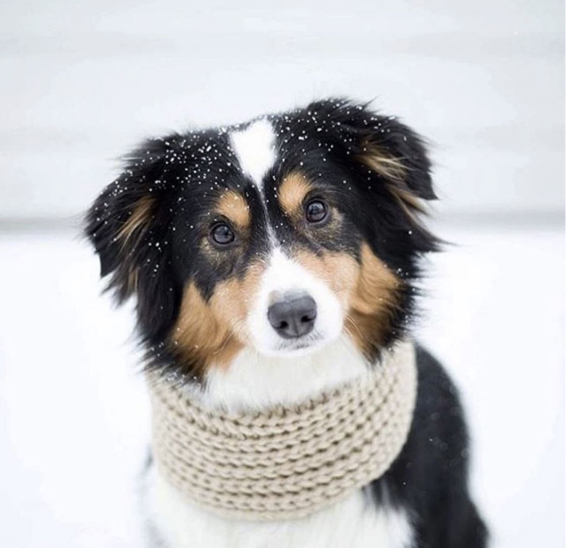Oatmeal Infinity Dog Scarf
