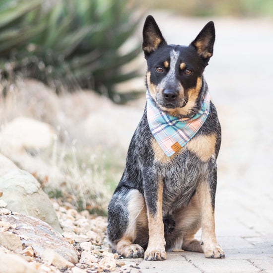 Pastel Plaid Flannel Dog Bandana