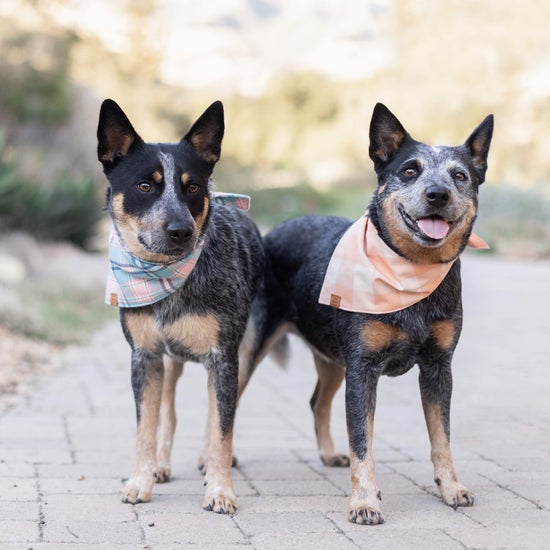 Pastel Plaid Flannel Dog Bandana
