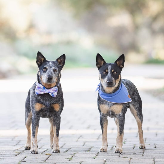Periwinkle Dog Bandana