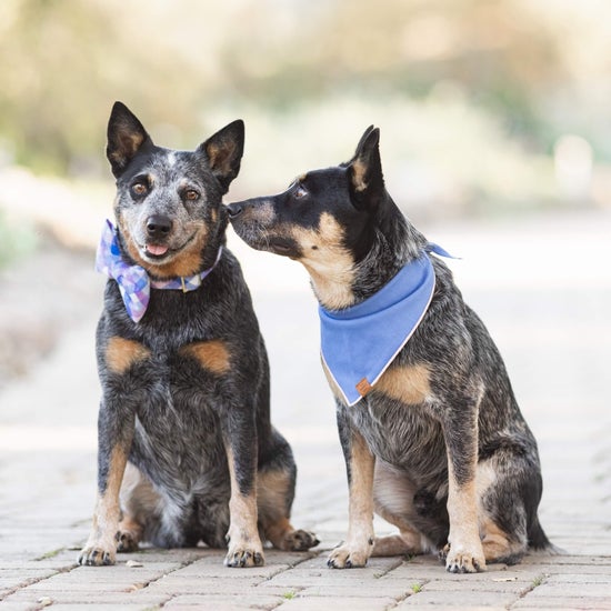 Periwinkle Dog Bandana