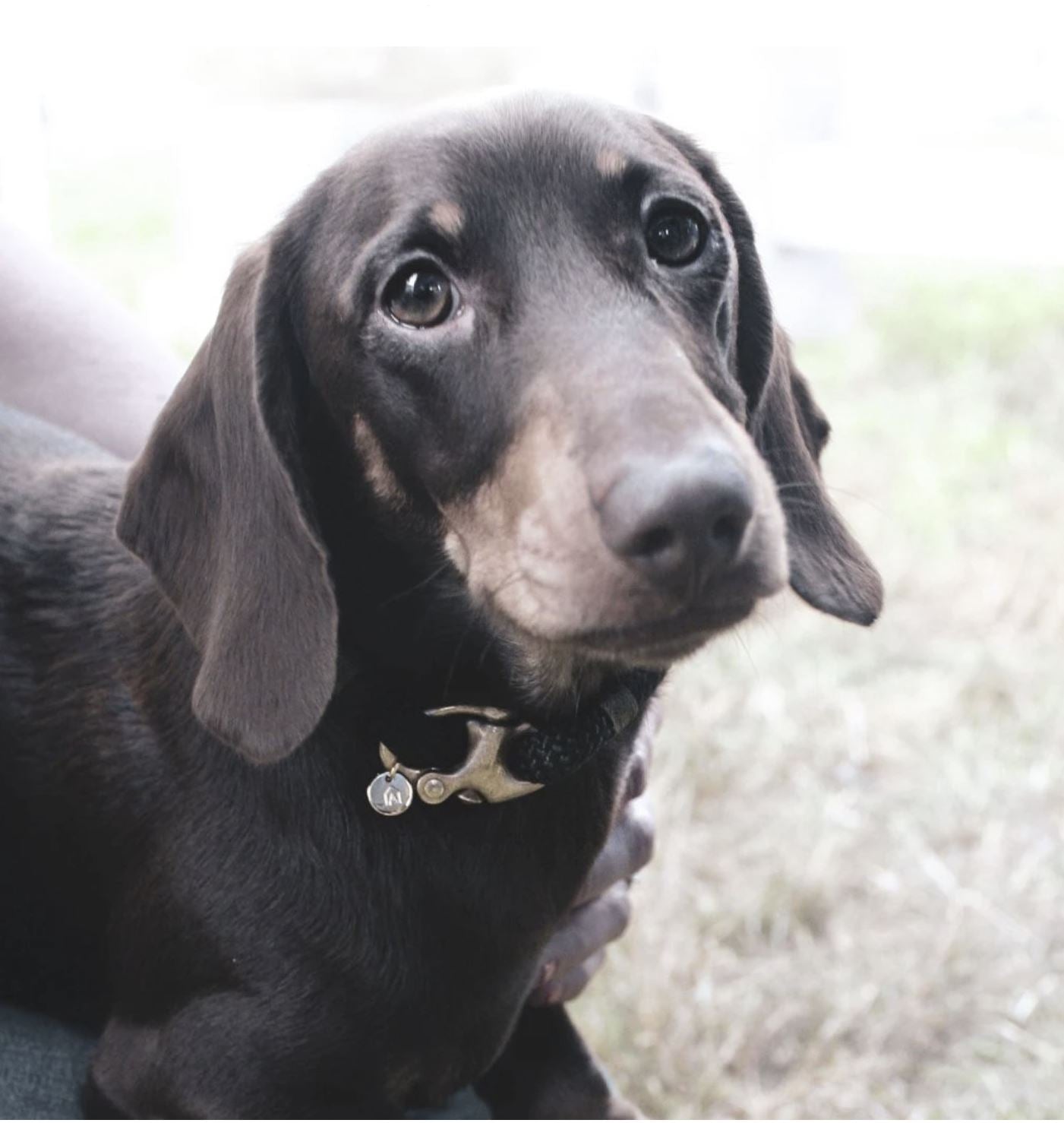 Petite Rope Dog Collar - Northern Lights