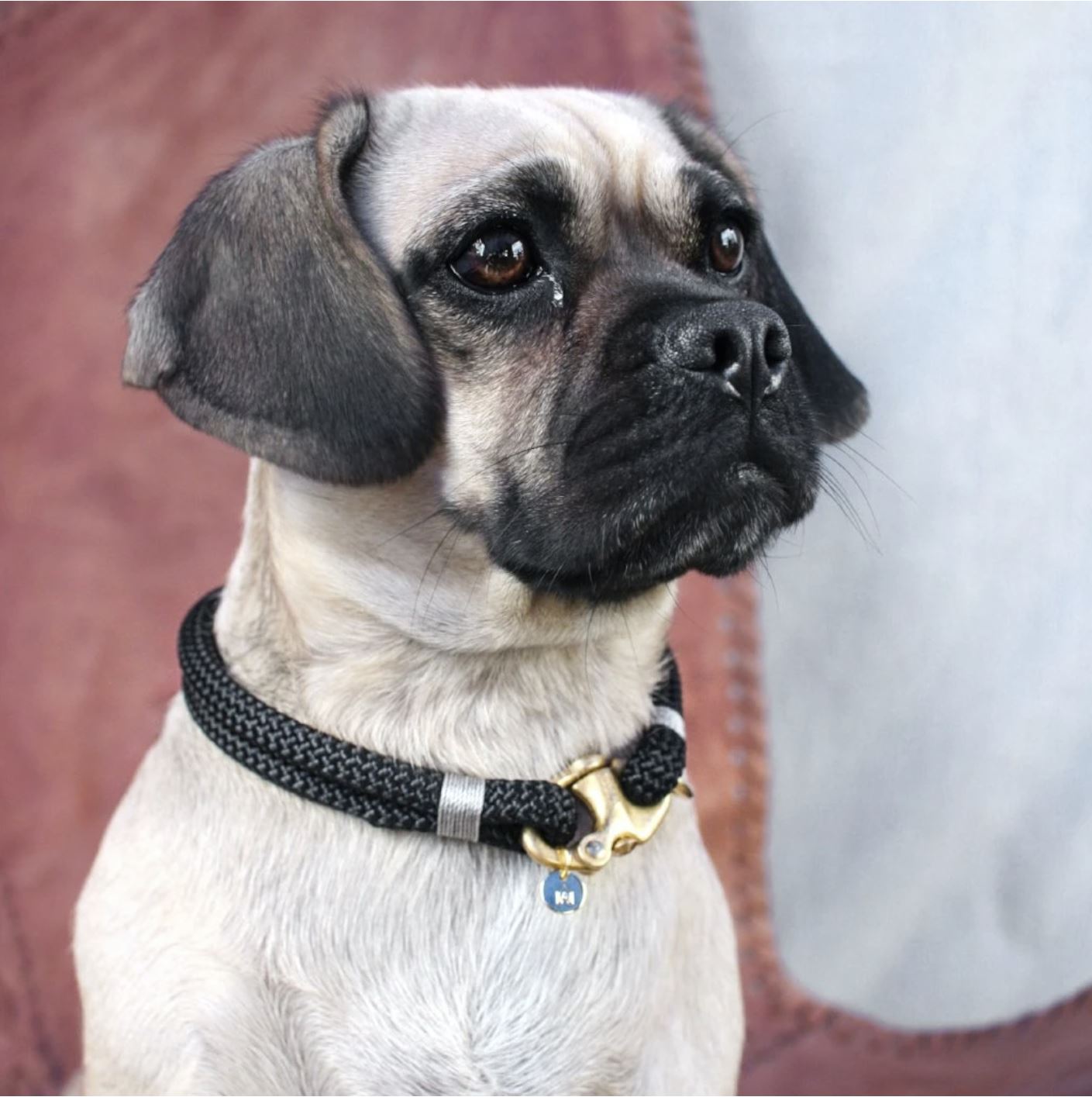 Petite Rope Dog Collar - Silver Birch