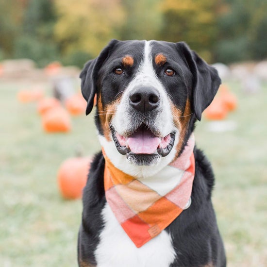 Pumpkin Spice Flannel Dog Bandana