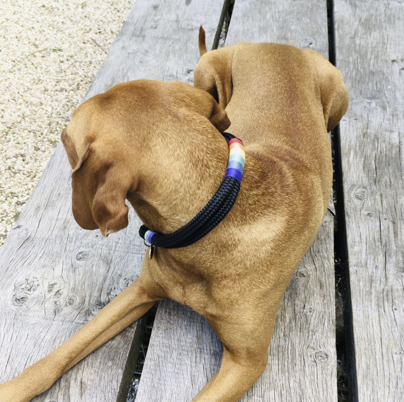 Rainbow Dog Collar