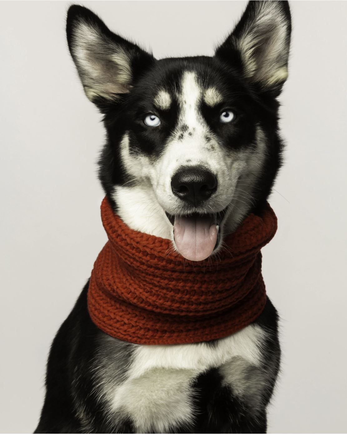 Red Infinity Dog Scarf