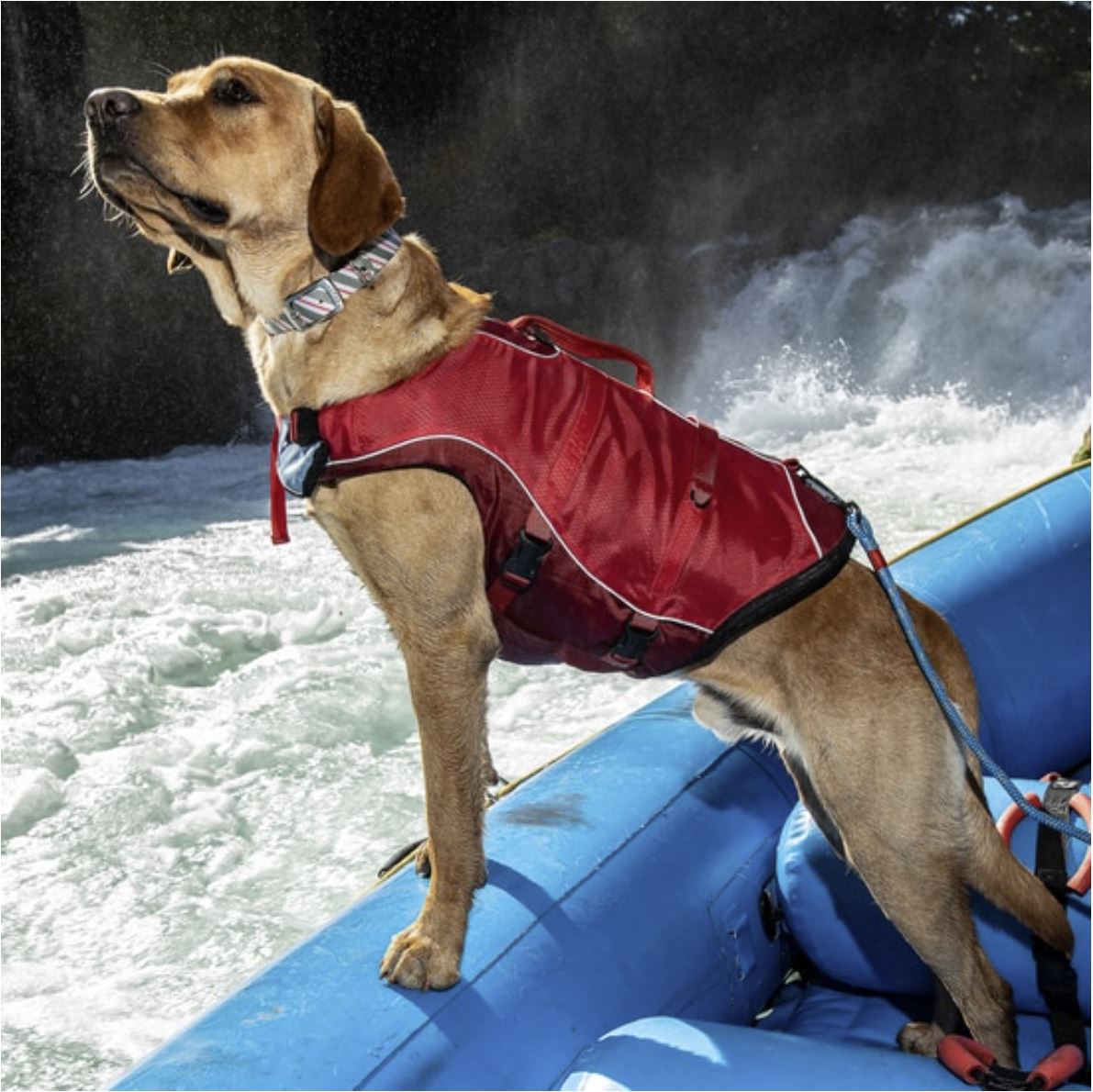 Surf N Turf Red Dog Life Jacket