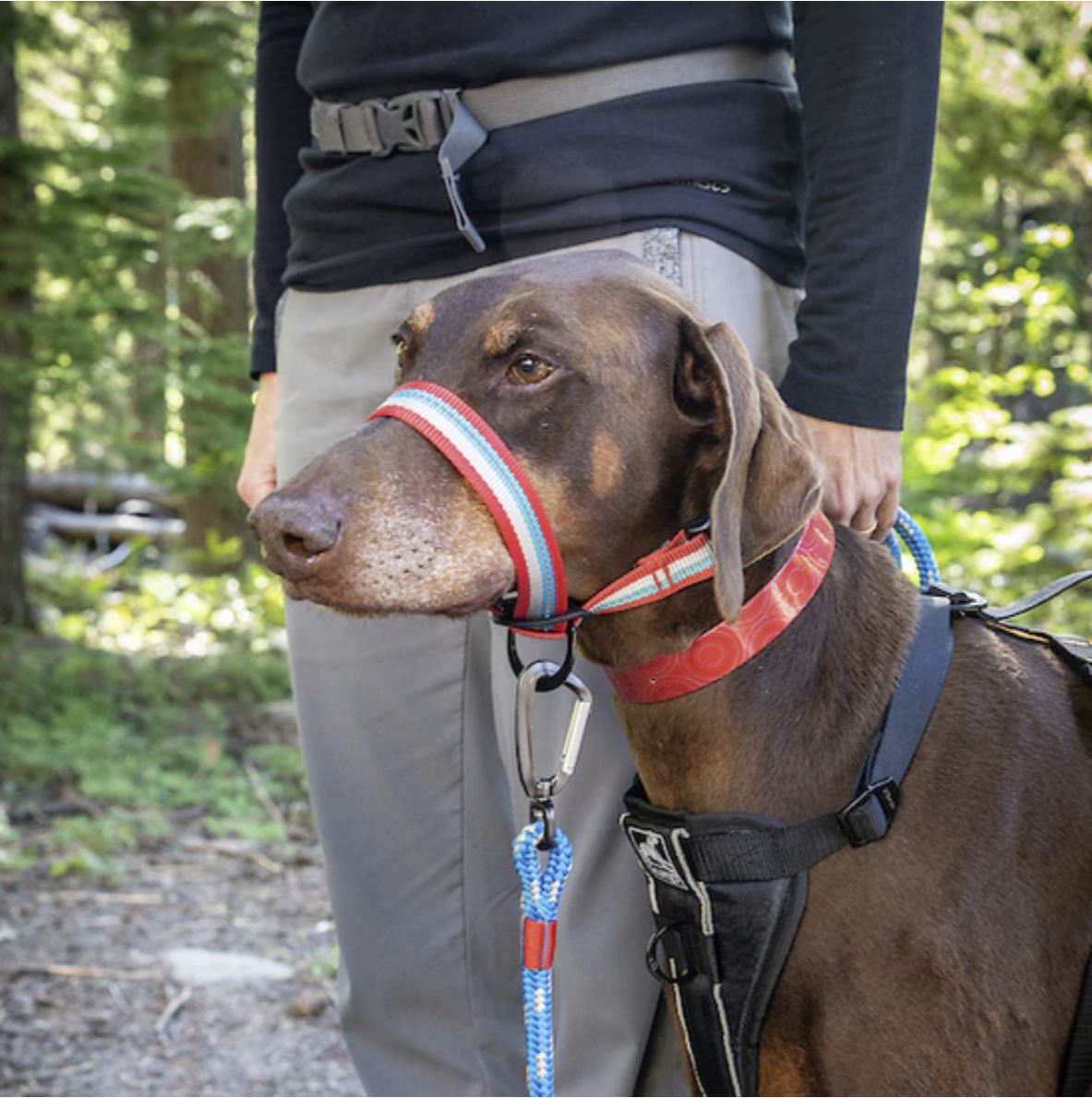 Walk About Head Halter