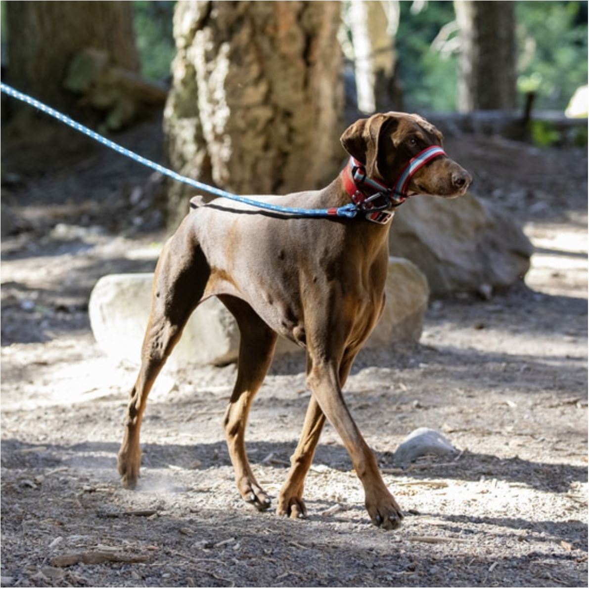 Walk About Head Halter