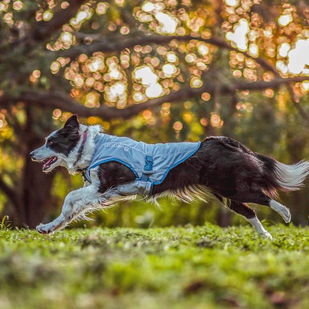 Core Cooling Dog Vest