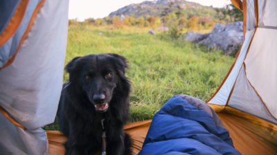Camp with Your Dog