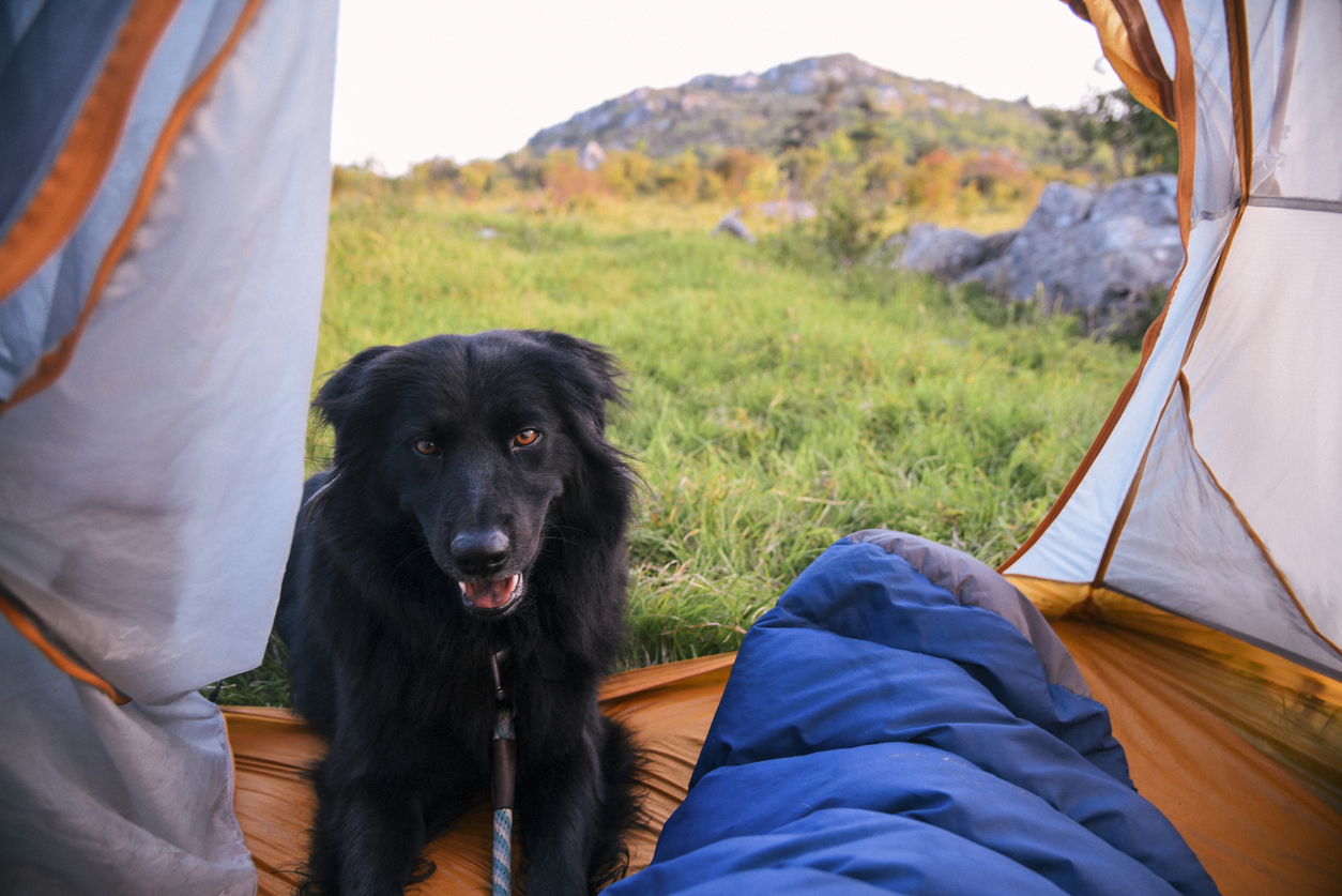 Camp with Your Dog