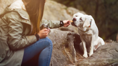 Dog Food for Backpacking