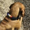 Rainbow Dog Collar - Image 2