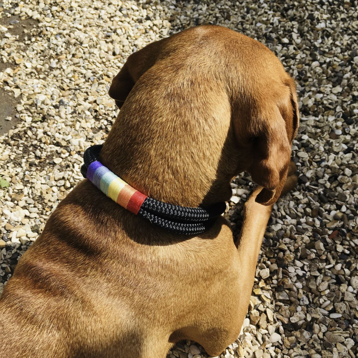 Handmade Dog Collars/rainbow Dog Collar/rainbow Dog/pink 