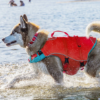Surf N Turf Red Dog Life Jacket - Image 4
