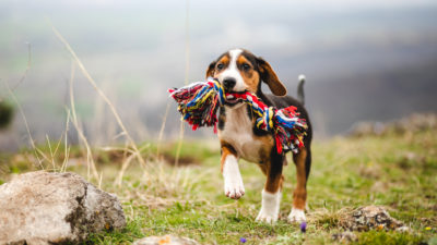 Cute Pup - Happy Breath