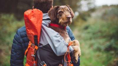 First Aid Kits for Dogs - Happy Breath
